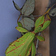 Phyllium celebicum